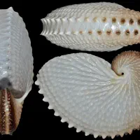 صدف ناتیلوس کاغذی - آرگونات نودوسا