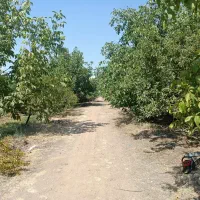 خرید انواع چوب|خدمات باغبانی و درختکاری|کنگاور, |دیوار