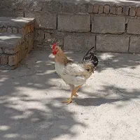 خروس