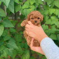 تاینی پودل|سگ|کرج, فاز ۴ مهرشهر|دیوار