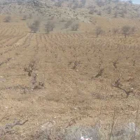 باغ انگوری برروی اتوبان شیراز سپیدان