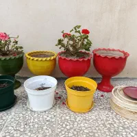 گلدان گل سالم  به علت جابجایی میفروشم