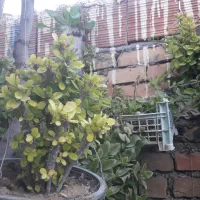 باغبانی|خدمات باغبانی و درختکاری|گنبد کاووس, |دیوار