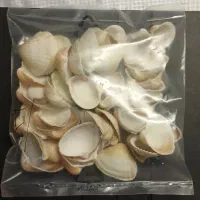 صدف‌آکواریوم(درشت)