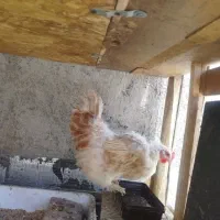 مرغ و خروس
