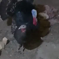 فروش بوقلمون یه نر دوتا ماده تخمگذار|حیوانات مزرعه|نهاوند, |دیوار