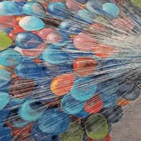 فرش وصندلی|فرش|بندر انزلی, معلم|دیوار