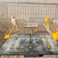 قناری ردفاکتور ، موزاییکی ، و رسمی معمولی