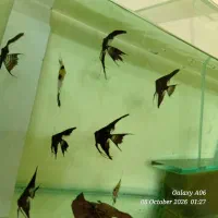 ماهی اکواریومی  علی اطلس