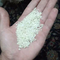 برنج عنبربو ی خوزستان ، ممتاز