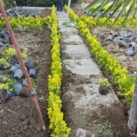 خدمات باغبانی گلکاری هرس کاری تعویض خاک گلدان|خدمات باغبانی و درختکاری|تهران, یوسف‌آباد|دیوار