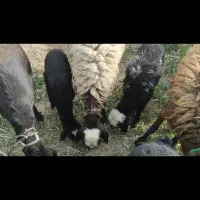 همو هترو میش