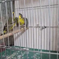 فروش جوجه یاسمین نر و دو قناری