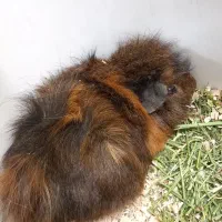 خوکچه هندی فشن ماده بالغ دستی