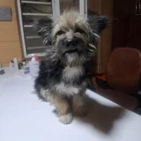 این سگ پیدا شده|حیوانات|شیراز, جانبازان|دیوار