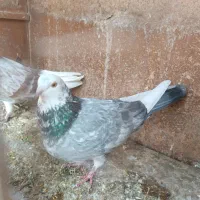 جفت نرو ماده انتیک|پرنده|فرمهین, |دیوار