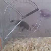 همستر  به همراه  قفس