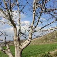 پیوند تخصصی گردو