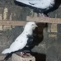 کبوتر دم مشکی