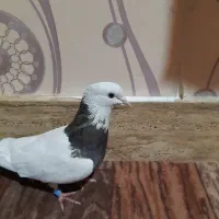 کبوتر طوقی