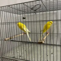 قناری رسمی بلند آماده|پرنده|کرج, استاندارد|دیوار