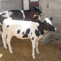 یک جفت گوساله