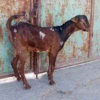 یک عدد کهره نر|حیوانات مزرعه|بندرعباس, |دیوار