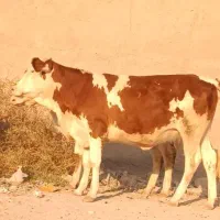 سه عدد گاو سمینتال اصل شیری