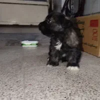 سگ شیتزو|سگ|همدان, |دیوار