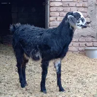 بز و کره فروشی