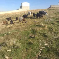 سلام چند عدد بز وبزقاله