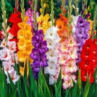 پیاز گلایل و مریم