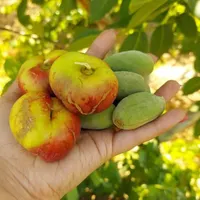 هم سرمایه‌گذاری هم لذت باغدار شدن|فروش زمین و ملک کلنگی|تهران, شهرک دانشگاهی|دیوار