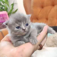 گربه نژاددار|گربه|اصفهان, مهدی آباد|دیوار