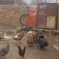 بوقلمون ومرغ گلین