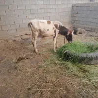 گاویاگوساله ماده