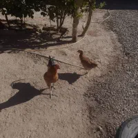 مرغ|حیوانات مزرعه|خاش, |دیوار