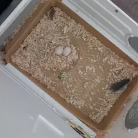 عروس هلندی|پرنده|پاکدشت, پاکدشت (مامازند)|دیوار