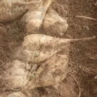 چغندر لبو|عمده‌فروشی|میاندوآب, |دیوار