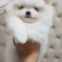 واگذاری پامر خرسی