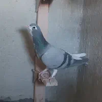 فروش کفتر شهری بدرنگ سبز و یال|پرنده|شیراز, شهرک مفتح|دیوار