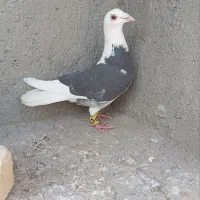 کفتر|حیوانات|سبزوار, شرق کال جنوبی (شمس آبادی)|دیوار