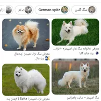 سگ پا کوتاه نژاد اشپیتز