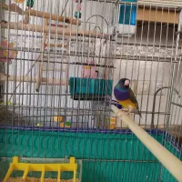 فنچ گلدین نر سرحال و آماده