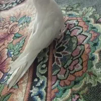 عروس هلندی|پرنده|فاضل آباد, |دیوار