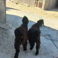 دو بزغاله چاق شیرمس