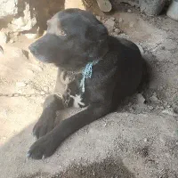 هرکس دیده پیام بده مژدگانی داره