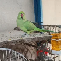 طوطی ملنگو|پرنده|اردبیل, |دیوار