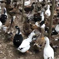 جوجه اردک از ۱ روزه تا ۶ ماهه بالغ|حیوانات مزرعه|آستانه اشرفیه, |دیوار