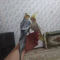 عروس هلندی نر و ماده